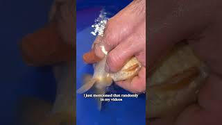 I created a NEW goldfish breeding A technique ￼