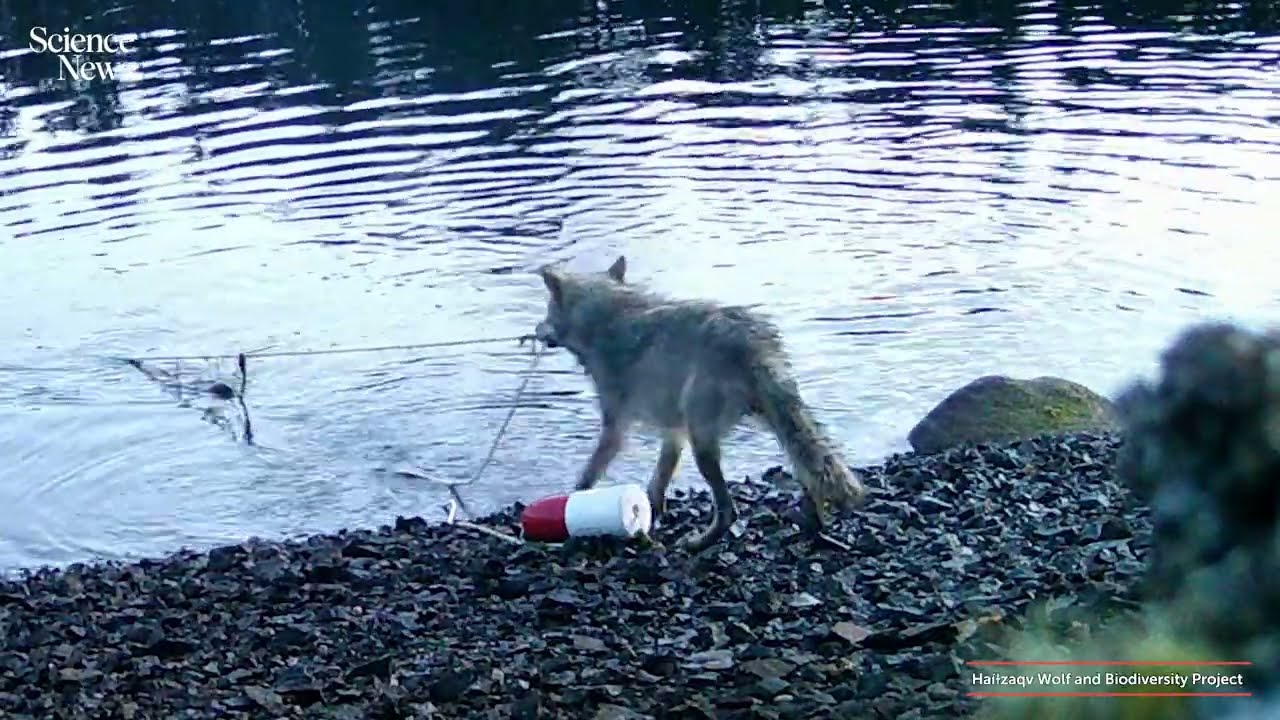 This wolf has a unique way of finding food | Science News