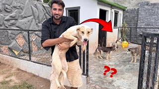 Hum Ny Chiki ko Ash Fiona k Ghr Shift kr Diya😍 Ab Chiki Akeli nh Rhy Gi❤️