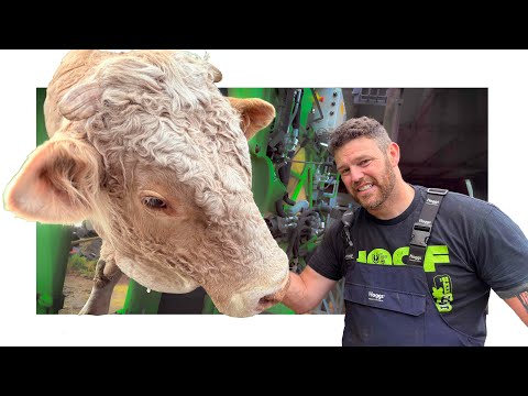 a TERRIBLE HOOF for a GIANT BULL ... ends badly 😕