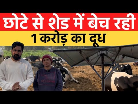 Successful Hf cow dairy farming | Dairy farming in India | India farming management |