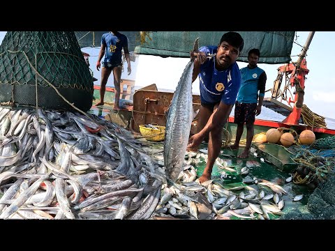 Fishing Video: "The Deep Blue Hunt: Secrets of Successful Fishing" | KadalTV