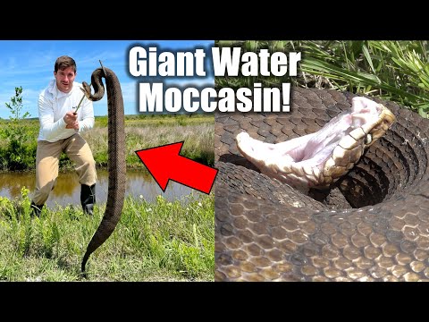 My LARGEST Cottonmouth EVER! - A True Swamp Monster