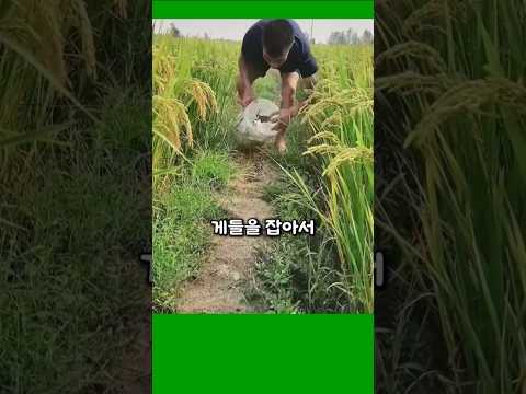 논에 게를 방사하는 이유는?