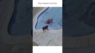 Woman Doesn't Hesitate To Jump In Frozen Pool To Save Dog!