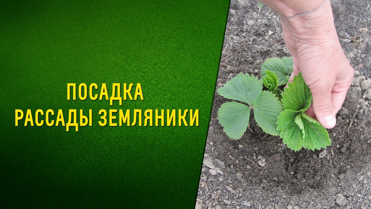 ПОСАДКА РАССАДЫ ЗЕМЛЯНИКИ/КРУПНОПЛОДНОЙ КЛУБНИКИ