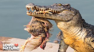 Predator and Prey Forced to Live in Close Proximity | Seasons of the Wild 101