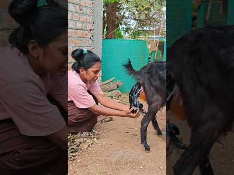 இயற்கை சூழ்த வாழ்க்கை🤍#trendingshorts #yuotubeshorts #subscribe #support #jallikattukaalai