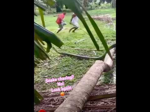 Is this snake chasing them ๐ค Watch closely ๐ก