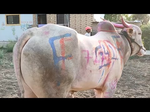 आमदार 7272 कडेगाव / khillar cow पशुखाद्य