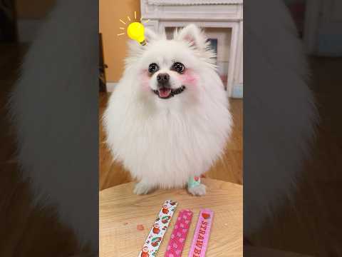 Nico: I’m magic destroyer!#nico #funny #smartnico #dog #magic