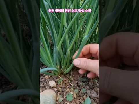 당뇨와 고혈압에 좋은 천연 항생제 한번 심고 평생 수확 #주말농장 #허브 #건강 #귀농 #시골 #정원 #힐링