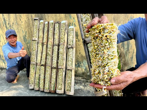 Tips for Growing Super Clean, Super Easy Bean Sprouts – Perfect for Beginners!