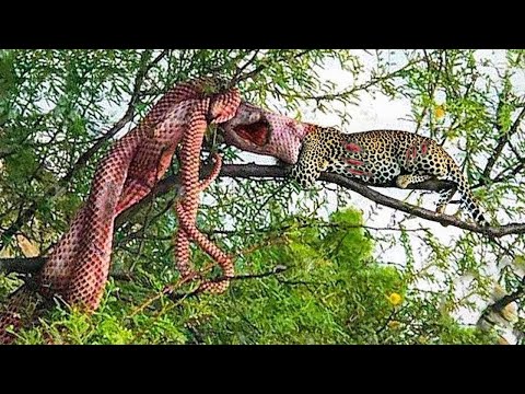 Crazy Battle - Leopards Ambush While Hunting Giant Python In Maasai Region