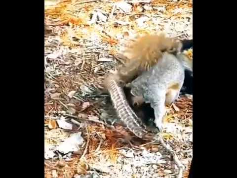 Canı pahasına yavrusunu kurtardı 🐿 🐍 ama zehir işlediyse hayatta kalamazlar
