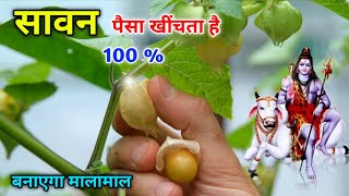 सावन सोमवार की रात इस पौधे को उखाड़कर ले आना 💀 लाते ही गरीबी मिट जाएगी 🤔 आगे आपकी मर्जी savan 2025