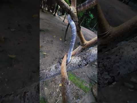 देखिए वह कौन सा सांप है काटने के बाद पता भी नहीं चलता है #youtubeshorts #shortsvideo #trending