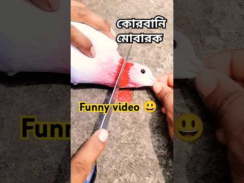 কোরবানি ঈদ মোবারক😔💔#shortreels#pigeon#cr7#kabutar#eidmubarak#sad#2025#shorts#short#ytshorts#youtube