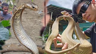 DINA MAKATULOG DAHIL SA BANGIS NG COBRA SA LIKOD BAHAY