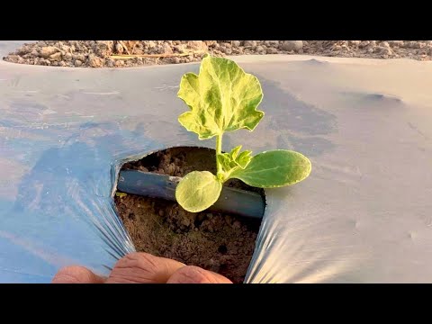 กล้าแตงโมควีนเลดี้ลงดินได้7วันต้นโตดีมาก🍉ปลูกแตงโมระบบน้ำหยด ครัวบ้านผม กล้าแตงโมควีนเลดี้ลงดินได้7วันต้นโตดีมาก🍉ปลูกแตงโมระบบน้ำหยด