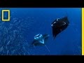 Palau: A Journey of Conservation and Balance
