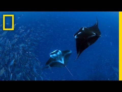 YouTube video thumbnail: In Gorgeous Palau, Explorers Find Wonders Worth Protecting