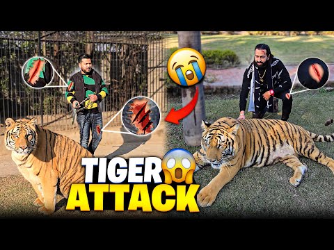 Mere Tiger Ny Dangerous Attack Kr Dia 😭 | Rocky Ny Kapry Phaar Dye 😑 | Nouman Hassan