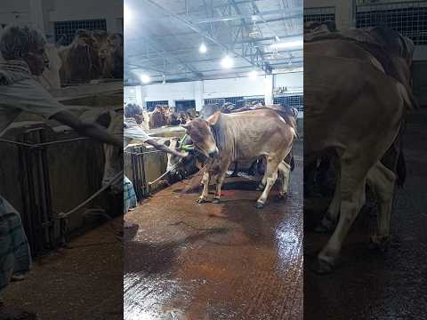 অনেক সুন্দর একটা গরু | Cow price 2024 | Quarbani cow collection Bangladesh 2024