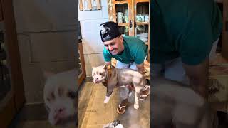 Lombinho Suíno com Manga 🐾