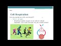 Exploring Cell Respiration Concepts