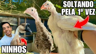 Como fortalecer a imunidade de filhote de peru | NINHO dos GANSOS | Galinha machucada | Aves Recriar