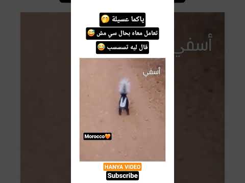 عسيلة يضهر في مدينة أسفي 😅🇲🇦 #اكسبلور #الجالية_المغربية #ترند_مغربي #لايك #fypシ #فكاهة_مغربية #ضحك