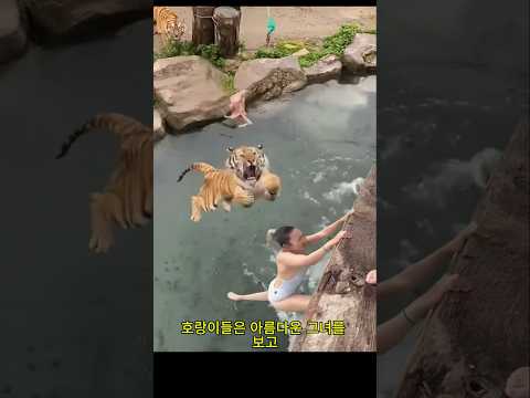 소녀와 호랑이들