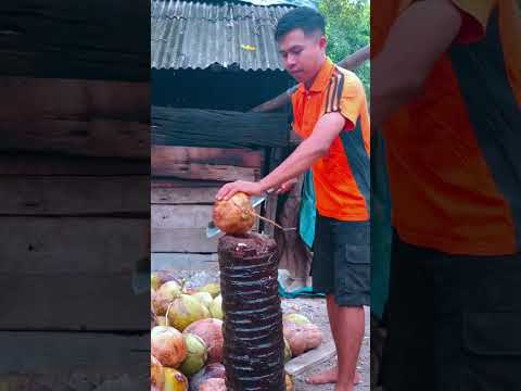 belah kelapa tua #kelapa