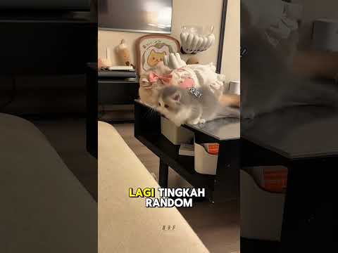 Lucu Banget!! Si Astor Tingkah Nya Usil Banget Guys