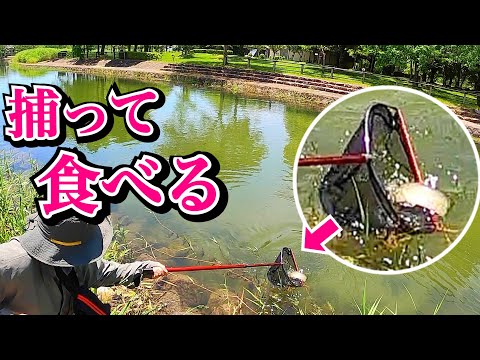 公園の横に棲む肉食外来生物を捕獲して食べてみる！