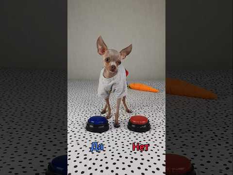 Это видео досмотрят до конца? #shorts #toyruby