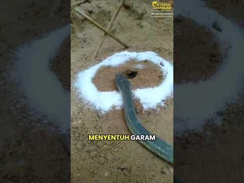 Garam Pengusir Ular #faktaunik