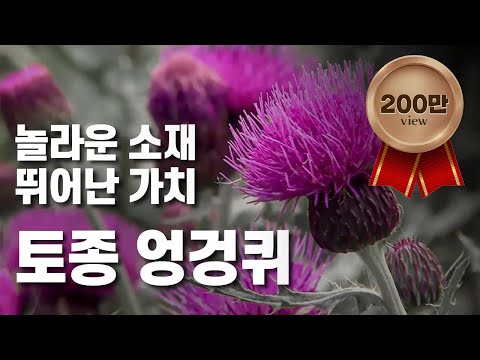 [황금나침반] 한국의 산야초! ? 토종 엉겅퀴 세계화 / YTN 사이언스