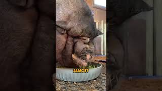 Who Knew Pigs Could Be This Sensitive AND This Cute?