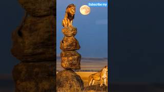 ai youtuber viral video 🎯 #ai #lion #aiyoutubeshorts #aishorts