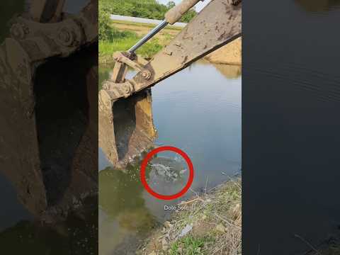 Saved the fish with JCB.#shortsvideo #ytshorts