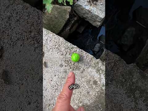 لن تصدق كم مرة أسقط تلك الحلوى! 🍬😱