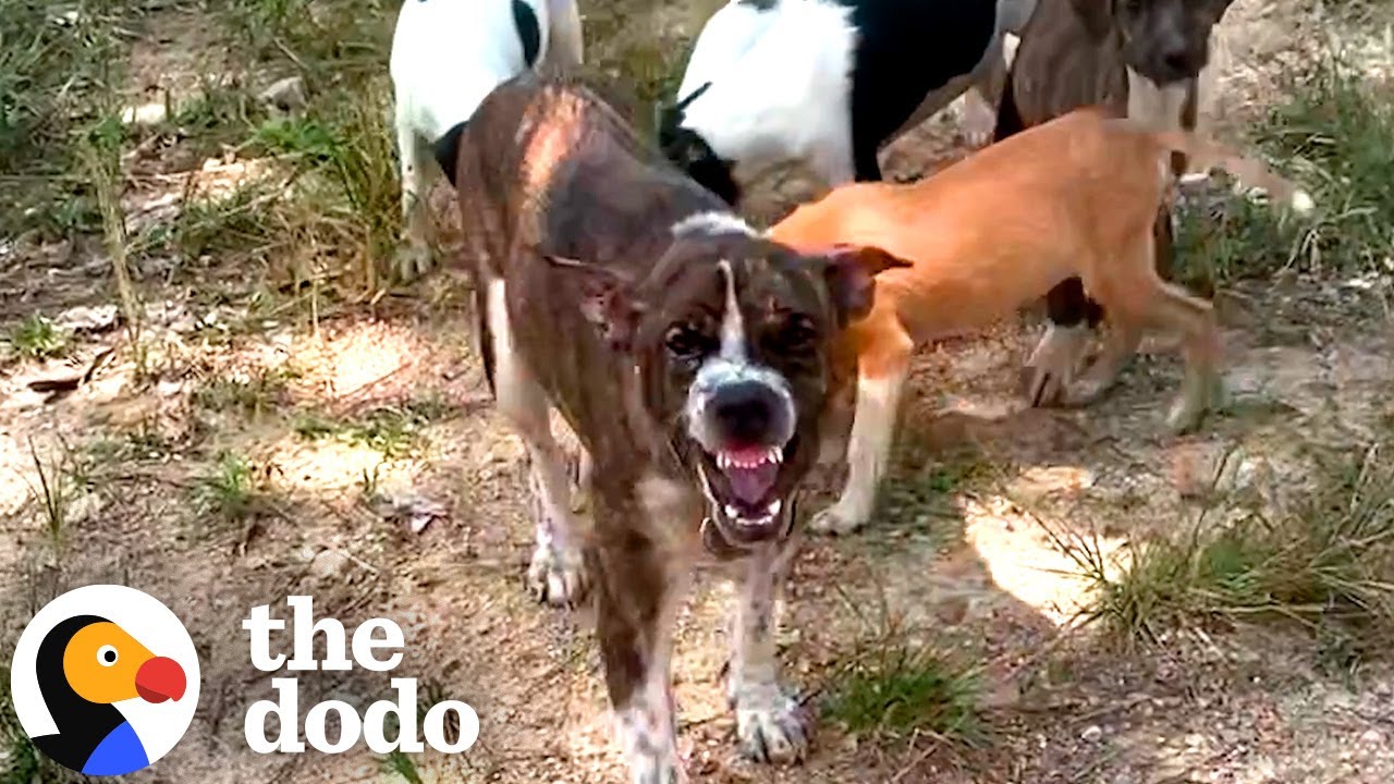 Mama Dog Who Wouldn't Let Anyone Near Babies Finally Gets Rescued - The Dodo