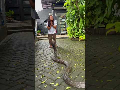 GARAGA TAKUT DIMAKAN DEDE INOEN !!