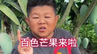 百色芒果来啦！#百色芒果 #金煌芒