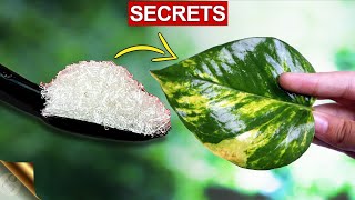Magic Trick Secret 😨 to propagate Money Plant(POTHOS). 365Days Growth Update. Add Support to Plant.