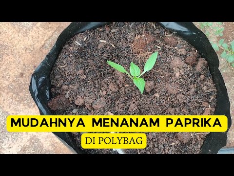 MUDAHNYA MENYEMAI DAN MENANAM PAPRIKA DI POLIBAG