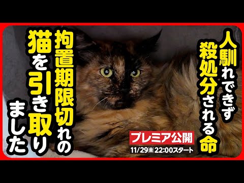 【野良猫 保護】期限を切られた命...うずらちゃんにソックリな猫さんを引き取りました