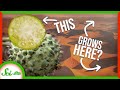 Nara Melon and the Namib Desert Ecosystem